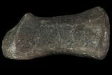Hadrosaur (Duck-Billed Dinosaur) Finger Bone #82309-2